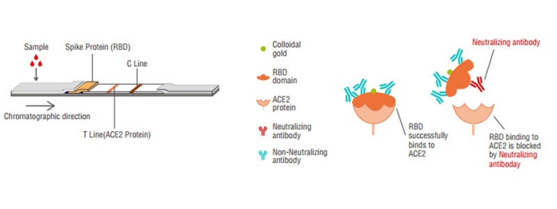 2019-nCoV Neutralization Antibody Princípio